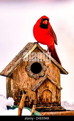 Der männliche Nordkardinist posiert auf dem Dach eines Vogelhauses im Schnee Stockfoto