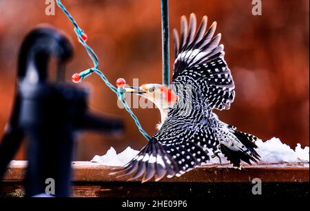 Specht findet im Schnee Erdnüsse und fliegt davon Stockfoto