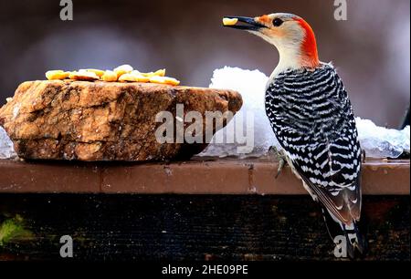 Specht findet im Schnee Erdnüsse Stockfoto