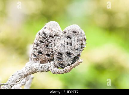 Nahaufnahme von graubraunem Banksia-Samenpod gegen gelb-grünen verschwommenen Hintergrund Stockfoto