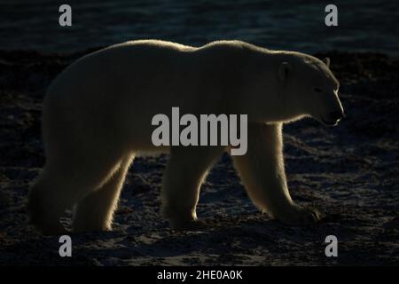 Eisbär mit Hintergrundbeleuchtung, der an einer felsigen Küste entlang läuft Stockfoto