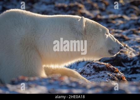 Nahaufnahme eines Eisbären, der auf Felsen liegt Stockfoto