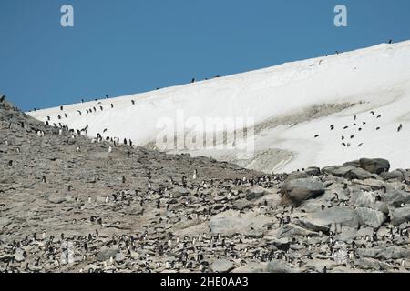 Adelie Pinguinkolonie auf Heroina Island, Danger Islands in der Antarktis. Stockfoto