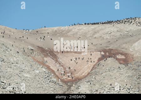 Adelie Pinguinkolonie auf Heroina Island, Danger Islands in der Antarktis. Stockfoto