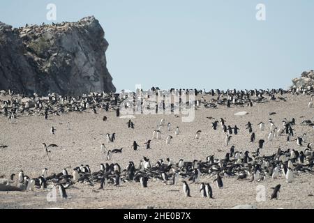 Adelie Pinguinkolonie auf Heroina Island, Danger Islands in der Antarktis. Stockfoto