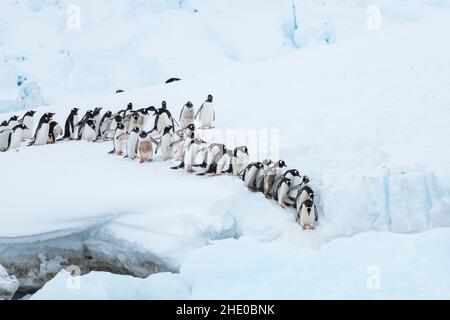 Gentoo-Pinguine marschieren in einer Schlange, um in Neko Harbour, Antarktis, in den Ozean zu gelangen. Stockfoto