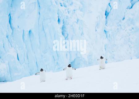 Gentoo-Pinguine wandern vor einem Gletscher im Neko Harbour, Antarktis. Stockfoto