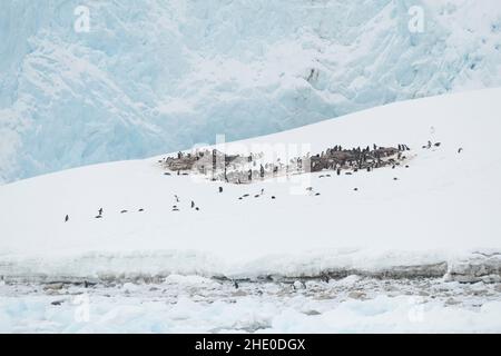 Gentoo-Pinguin-Kolonie im Hafen von Neko, Antarktis. Stockfoto