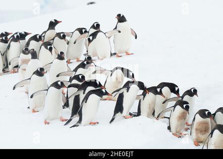 Gentoo-Pinguine marschieren in einer Schlange, um in Neko Harbour, Antarktis, in den Ozean zu gelangen. Stockfoto