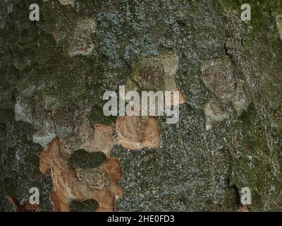 Dekoratives Muster auf der Rinde der Kiefer in Grüntönen Stockfoto