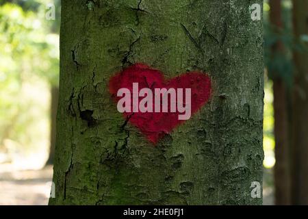 Ein rotes Herz auf einem Baumstamm gemalt - Symbol für geheime Liebhaber und Liebe Stockfoto