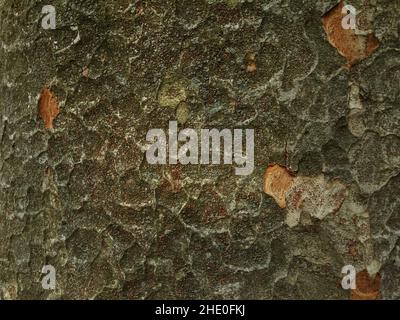 Dekoratives Muster auf der Rinde der Kiefer in Grüntönen Stockfoto
