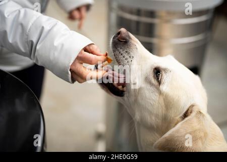 Weißer Labrador, der ein Bacon-Vergnügen erhält Stockfoto