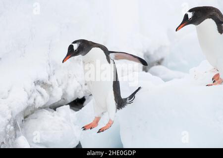 Gentoo-Pinguine springen und gehen auf Eis, um den Ozean vor der Neko Harbour Antarctica zu erreichen. Stockfoto