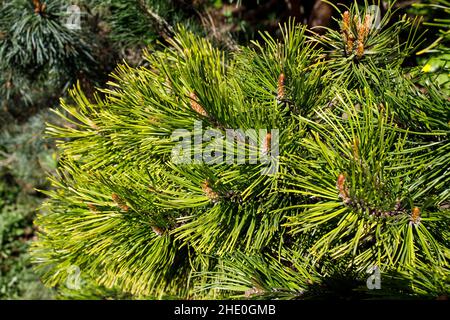 Junge Kieferntriebe bei sonnigem Wetter im botanischen Garten Stockfoto