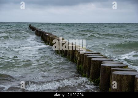 Holzkrauschen in der Ostsee bei Wustrow Stockfoto