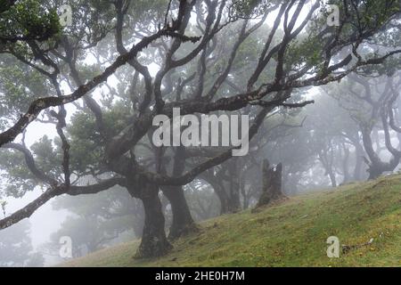 Blick auf den Wald Mystical Fanal laurisilva auf der Insel Madeira, Portugal Stockfoto