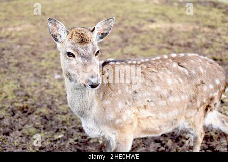 Nahaufnahme eines niedlichen jungen Hirsches in einem Wald Stockfoto