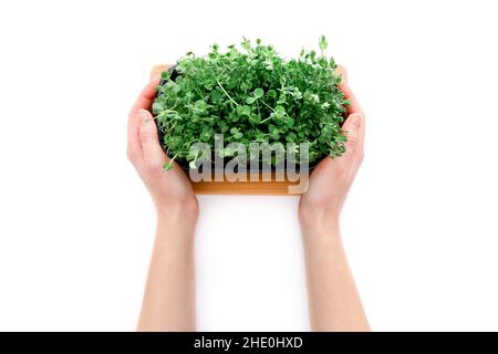 Weibliche Hände, die Erbsensprossen halten, die auf weißem Hintergrund im Boden keimen Stockfoto