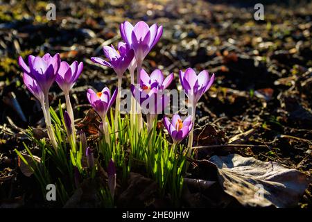 Eine Gruppe von leuchtend violetten Krokussen (Crocus vernus) blüht auf einem Waldboden im frühen Frühlingssonnenlicht Stockfoto