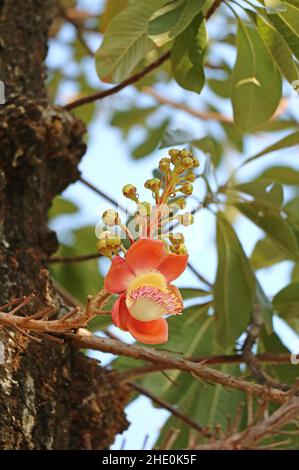 Schöne Sal Blume oder Shorea Robusta blüht auf dem Baum Stockfoto