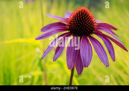 Nahaufnahme der östlichen purpurnen Koneblume (Echinacea purpurea) Vor grünem Hintergrund Stockfoto