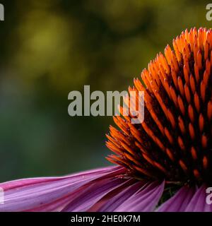 Makroaufnahme der purpurnen Kegelblüte (Echinacea purea) vor grünem Hintergrund Stockfoto