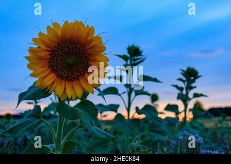 Sonnenblume (Helianthus annuus) gegen blauen Abendhimmel. Nahaufnahme und selektiver Fokus der Sonnenblume in der ländlichen Landschaft Stockfoto