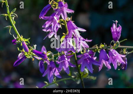 Gruppe von purpurnen Rampion-Glockenblumen (Campanula rapunculus) in der Herbstsonne, Nahaufnahme Stockfoto