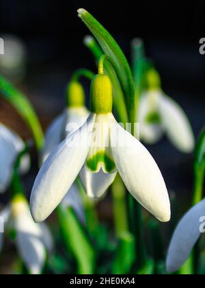 Nahaufnahme einer einzelnen Schneeglöckchen-Blume (Galanthus nivalis) in warmem Sonnenlicht im frühen Frühjahr. Wunderschönes Blumenmakro. Stockfoto