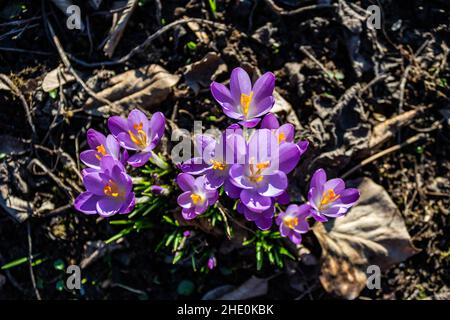 Die Gruppe der Blumen der purpurnen Krokus wächst auf dem Boden im frühen Frühling unter der warmen Sonne. Draufsicht. Stockfoto