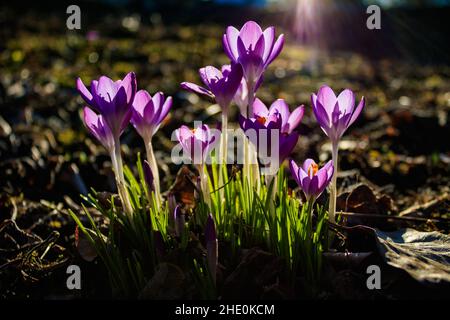Nahaufnahme von blühenden Crocus Flowers on a Meadow im Frühling. Blick auf rosafarbene Krokusse im Licht der Frühlingssonne. Stockfoto
