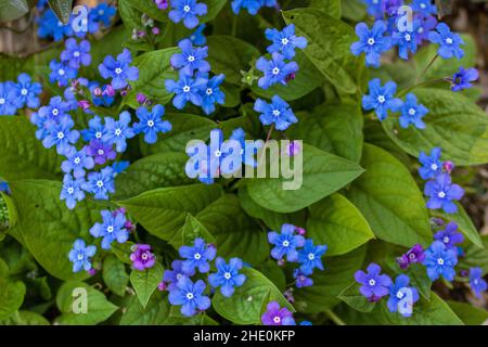 Viele vergessen mich nicht Blumen (Myosotis) und grüne Blätter im Frühling, Nahaufnahme und Vollformat. Stockfoto