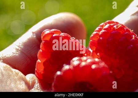 Nahaufnahme von reifen Himbeeren in der Hand vor grünem Hintergrund. Gesundes Sommerfutter Stockfoto