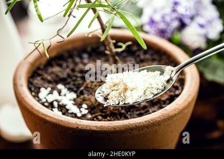 Löffel mit gemahlener Eierschale, Dünger und hausgemachtem Pflanzensmoothie Stockfoto