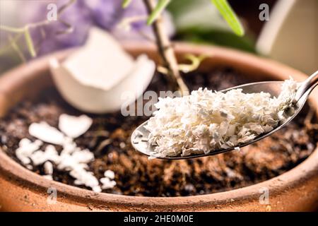 Gemahlene und zerkleinerte Eierschale, die als Dünger und Vitamin für kleine Pflanzen verwendet wird, im Garten arbeiten Stockfoto