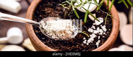 Gemahlene und zerkleinerte Eierschale, die als Dünger und Vitamin für kleine Pflanzen verwendet wird, im Garten arbeiten Stockfoto