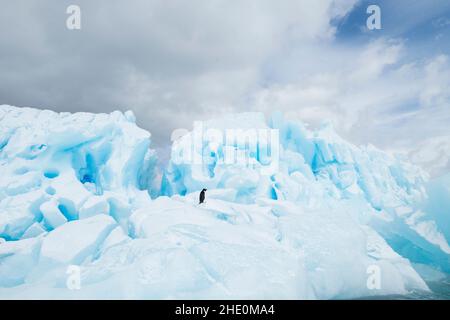 Adelie Pinguin steht auf einem blauen Eisberg. Stockfoto