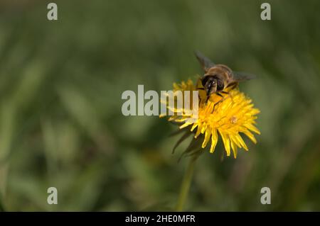 Honigbiene auf gelbem Dandelion. Stockfoto