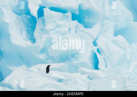 Adelie Pinguin steht auf einem blauen Eisberg. Stockfoto