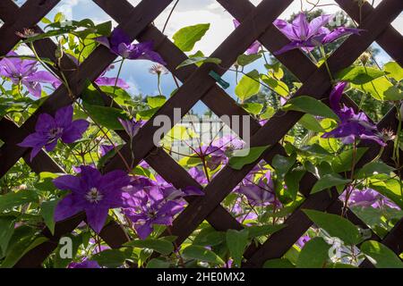 Nahaufnahme von purpurnen Kletterblumen (Clematis viticella) mit grünen Blättern auf Holzzaun im Garten. Stockfoto