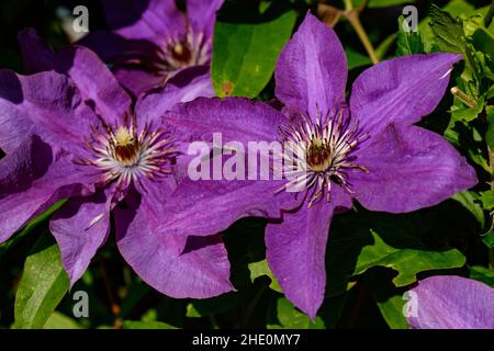 Nahaufnahme der purpurnen Clematis-Blüte (Clematis viticella) auch kwon als italienische Lederblume. Selektiver Fokus der purpurnen Clematis-Blüte gegen Grün Stockfoto