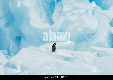 Adelie Pinguin steht auf einem blauen Eisberg. Stockfoto