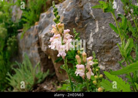 Wilde rosafarbene Schnappdrachen (Antirrhinum), die in einer natürlichen Umgebung zwischen Felsen wachsen Stockfoto