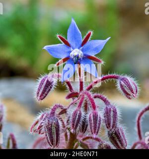 Blaue Borretblume, auch bekannt als Sternblume (Borago officinalis), Nahaufnahme von einzelnen Blüten und Knospen. Stockfoto