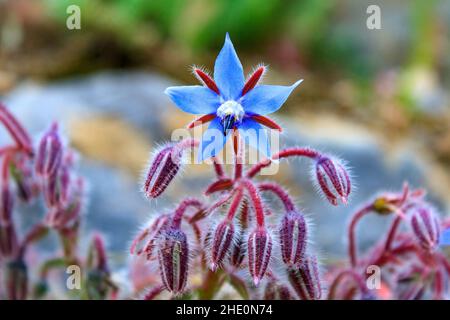 Blaue Borretblume auch bekannt als Sternblume (Borago officinalis), Nahaufnahme. Essbare Pflanze mit schöner Blüte. Stockfoto