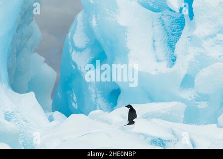 Adelie Pinguin steht auf einem blauen Eisberg. Stockfoto