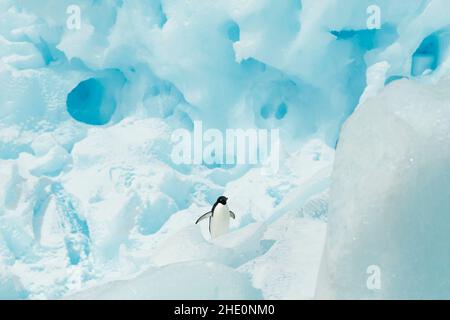 Adelie Pinguin steht auf einem blauen Eisberg. Stockfoto