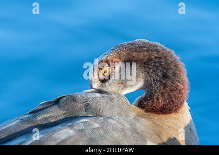 Nahaufnahme einer ägyptischen Gans Alopochen aegyptiaca Preening, Großbritannien Stockfoto