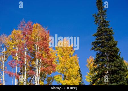 Herbstfarben in Colorado mit gelben und orangen Espen und einem grünen immergrünen vor einem klaren blauen Himmel. Stockfoto